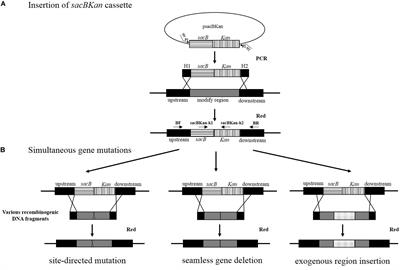 Development of a Method for Simultaneous Generation of Multiple Genetic Modification in Salmonella enterica Serovar Typhimurium